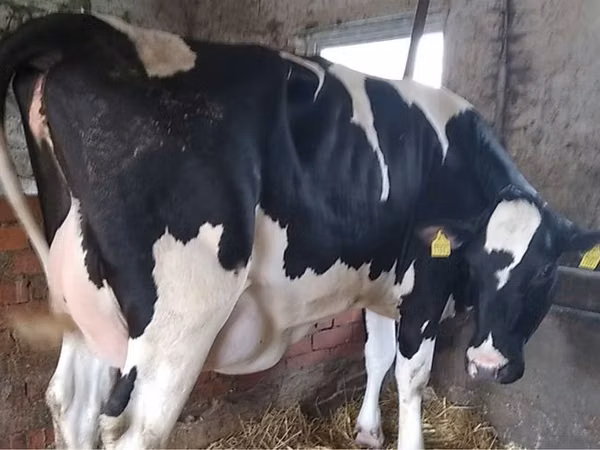 Cow, Russian Black pied cattle