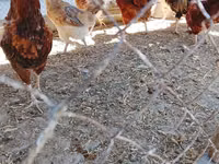 Chickens — الصورة 2