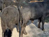 Toro, Swiss cattle — foto 4
