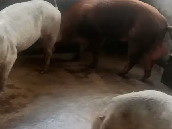 Pigs (batch, sex not specified), Pigs — Ghana