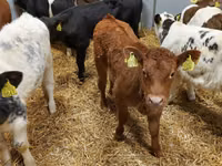 公牛, Limousin cow — 照片 2