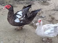 Geese — 照片 3