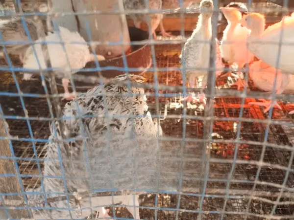 Turkeys