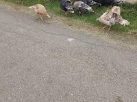 Turkeys — 照片 4