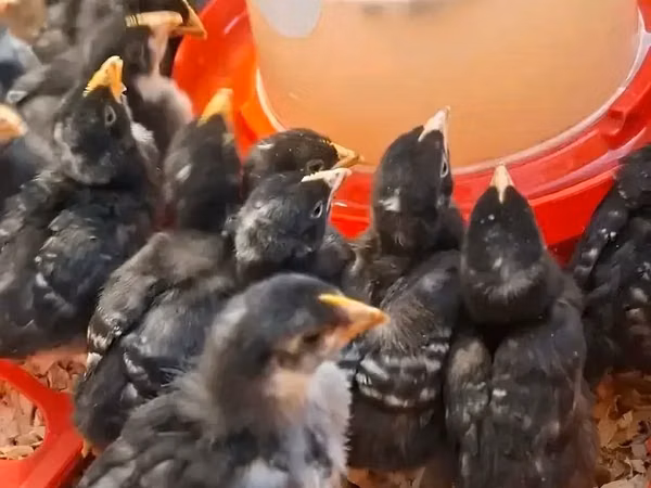 بوتشيسترووم كوكوك