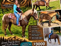 Horse (M), Rocky Mountain Horse — photo 1