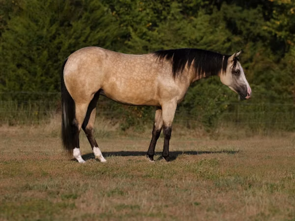 घोड़ी, Quarter Horse