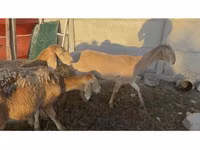 Schaf, Arashan sheep — Foto 1