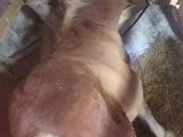 فرس, Haflinger