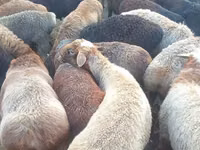 Ram, Edilbay sheep — photo 1