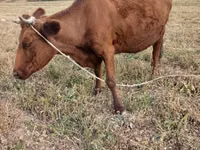 Cow, Cattle — photo 2