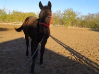 Hengst, Nonius horse — Foto 1