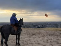 حصان, Hanoverian — الصورة 2