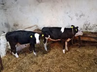 Cow, Cattle — photo 7
