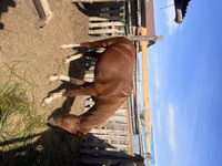 Caballo, Tiger horse — foto 1