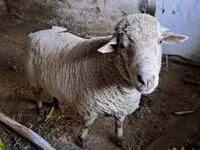 Carnero, Merino sheep — foto 5