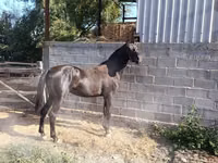 Horse (M), Friesian sport horse — photo 5