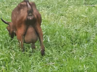 母山羊, Irish goat — 照片 7