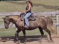घोड़ी, Kentucky mountain daddle horse — फ़ोटो 2