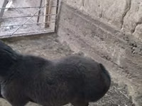 Ram, Sheep — photo 2