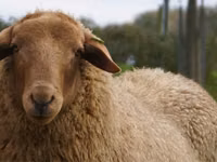 Ram, Sheep — photo 2