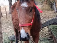 Mare, Horses — photo 1