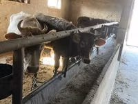 Cow, Russian Black pied cattle — photo 6