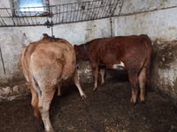 मवेशी (लॉट, लिंग निर्दिष्ट नहीं), Simmental cattle — फ़ोटो 1