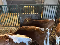 أبقار (دفعة، الجنس غير محدد), Simmental cattle — الصورة 6