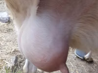 母山羊, Saanen goat — 照片 2