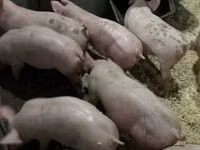 Schweine (Partie, Geschlecht nicht angegeben) — Foto 3