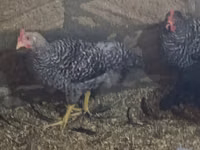 Chickens — फ़ोटो 3