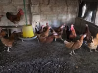 Chickens — photo 3
