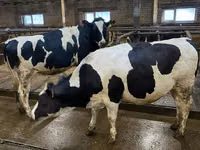 母牛, Holstein breed — 照片 1