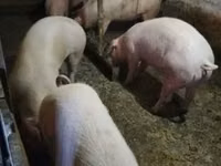 Schweine (Partie, Geschlecht nicht angegeben), Schweine — Foto 4