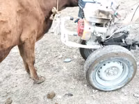 Vaca, Ganado vacuno — foto 5