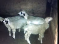 Goats (batch, sex not specified), Goats — photo 4