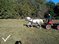 Stute, Lipizzaner — Foto 2