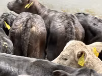 牛只（批次，未指定性别）, Simmental cattle — 照片 5