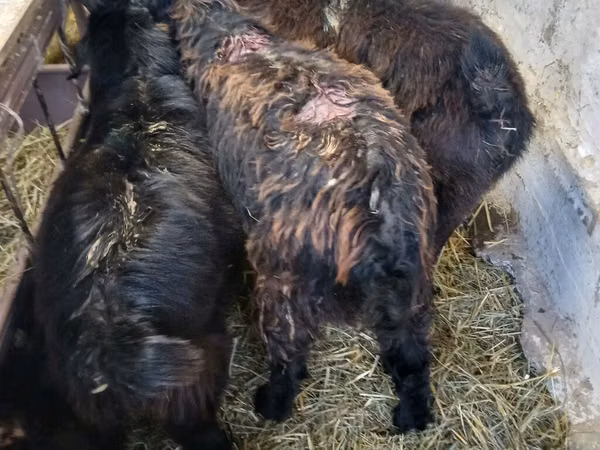 Billy Goat, Goats