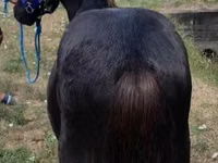 Horse (M), Dutch warmblood horse — photo 3