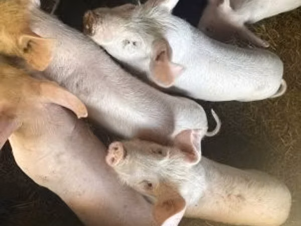 Schweine (Partie, Geschlecht nicht angegeben), Schweine