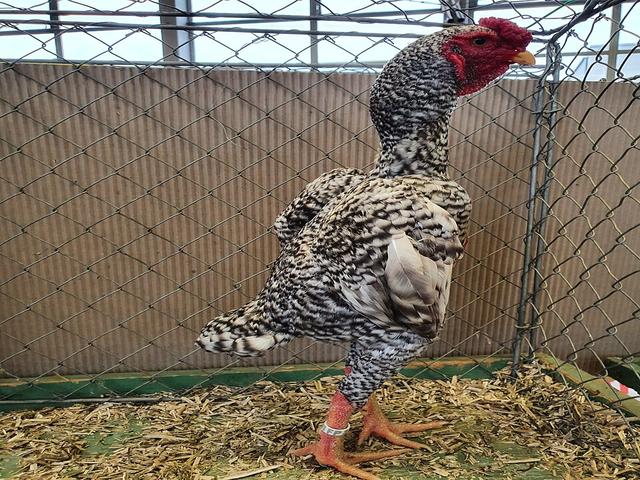 Gallinas Shamo