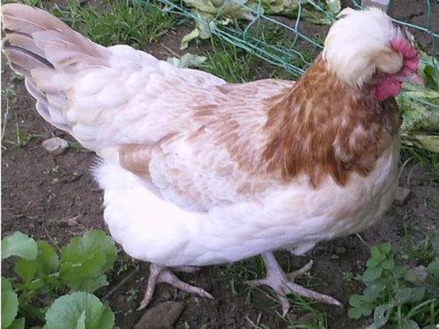 Сульмталер