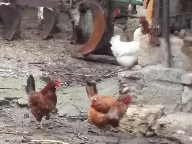 Сомбор Капорка