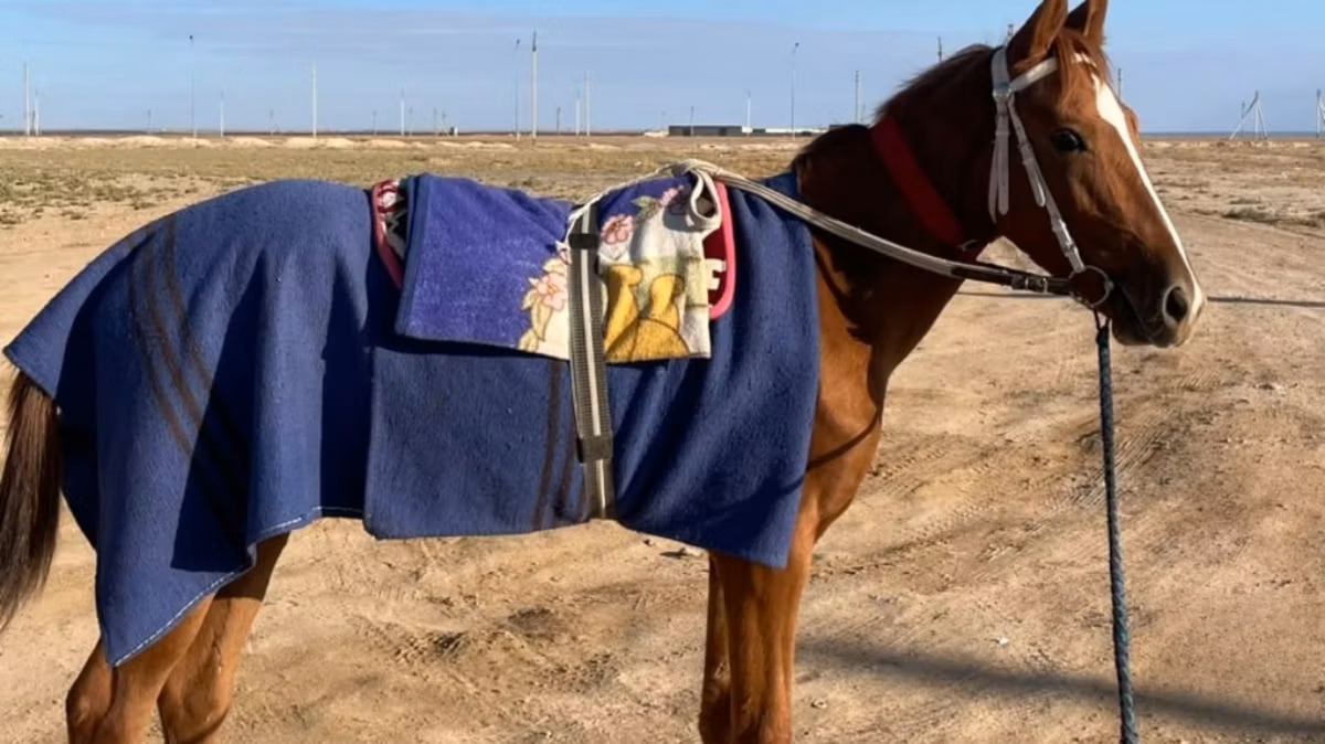Kazakh horse