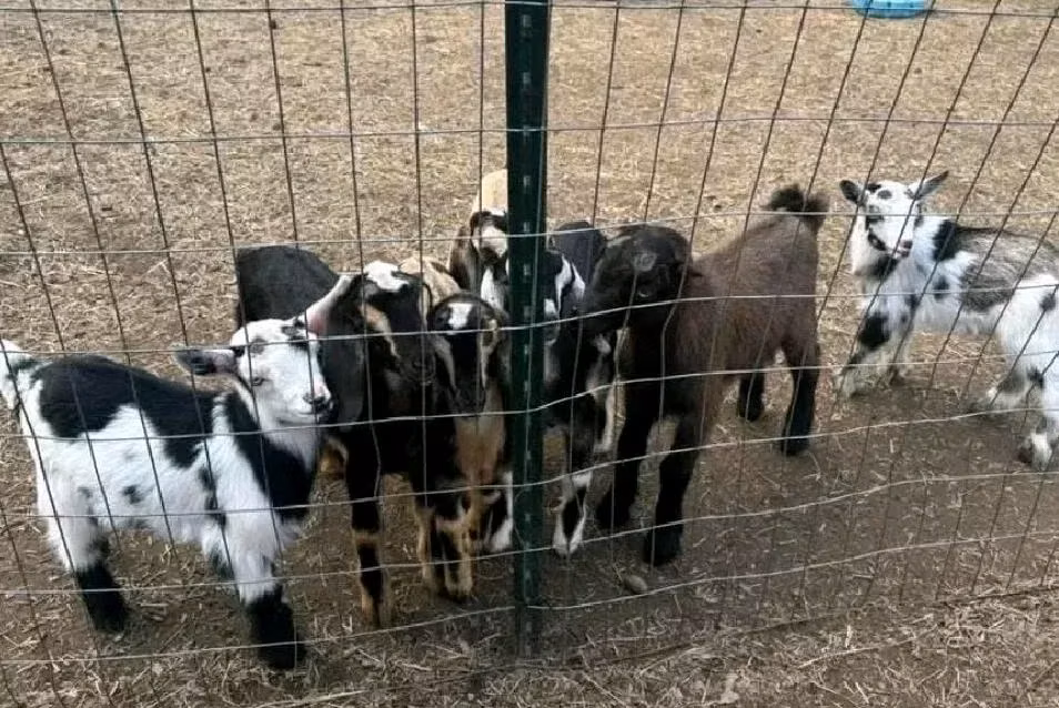 Nigerian dwarf goats