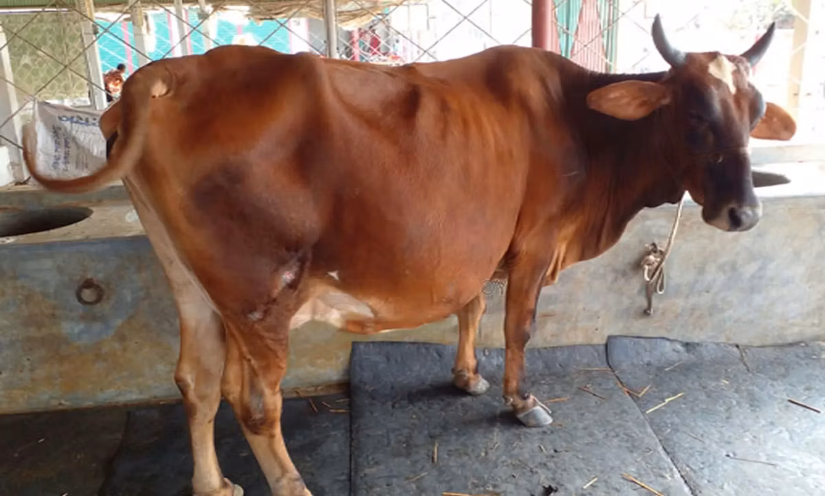 अज़रबैजान ज़ेबू