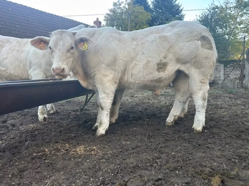 Charolais cattle