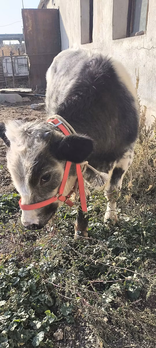 बेल्जियन नीली